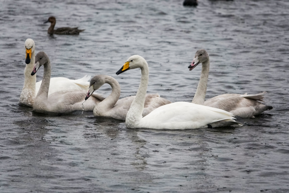 First whooper swans arrive at Martin Mere